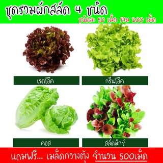 สินค้า เมล็ดพันธุ์ผักสลัด 4ชนิด รวม 200เมล็ด อัตราการงอก95% เมล็ดพันธุ์ ผักสลัด เมล็ดผัก เมล็ดผักสลัด พันธุ์พืช