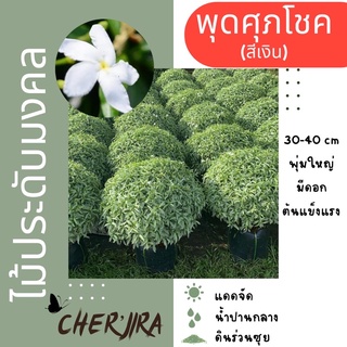 ต้นพุดศุภโชค สีเงิน พุ่มกลม ไม้มงคล ไม้ประดับ ขนาด 30-40 cm (สั่งซื้อขั้นต่ำ 2 ต้น คละได้)