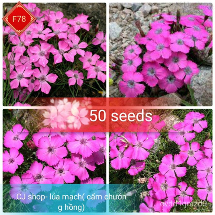 agrostemma-flowers-50เมล็ดเมล็ด-seeds-zzlx