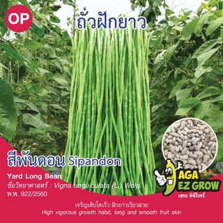 เมล็ดพันธุ์ ถั่วฝักยาวเมล็ดขาวสีพันดอน บรรจุ 5 กรัม [โปรโมชั่น ซื้อ10ซอง แถมฟรี 1ซอง]