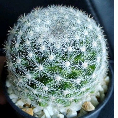 cake-cactus-farm-กระบองเพชร-mammillaria-candida-var-snowball-แมมแคนดิด้า-สโนว์บอล-ต้นใหญ่