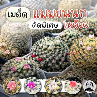 เมล็ดแมมขนนกเหลือง  Mammillaria schiedeana 60เมล็ด🌵เมล็ดแคคตัส❤️-กระบองเพชร