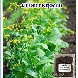 เมล็ดพันธ์ุ กวางตุ้งดอก เมล็ดผักสวนครัว 1000 เมล็ด [10 แถม 1 คละได้]