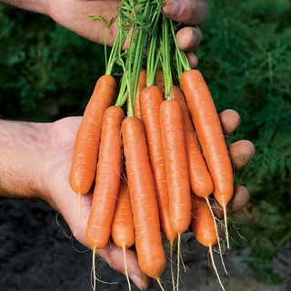 ภาพหน้าปกสินค้าเบบี้แครอท📌ถูกที่สุด10 บ.📌 เมล็ดพันธุ์ Baby Carrot 50 เมล็ด🥕ปลูกง่าย🌱ขึ้นไว ทานสด🥕หวาน🍭กรอบ🥕อร่อย ที่เกี่ยวข้อง