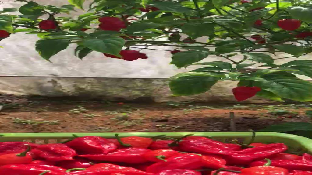 พริกป่นbhut-jolokia-pepper-แท้100-ทเาพิสูจน์-ขนาด22กรัม-หนึ่งในพริกที่เผ็ดติดอันดับโลกบุตโจโลเกีย-พริกปีศาจ-โกสเปอร์