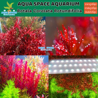 Rotala sp. Colorata ไม้แดง ไม้ข้อ ไม้หลังตู้ โรทาล่า โคโรลาต้า ตู้ไม้น้ำ พรรณไม้น้ำ ตู้ปลา wrgb โตเร็ว