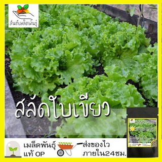 สินค้า เมล็ดพันธุ์ สลัด ใบเขียว 1000 เมล็ด Green Leaf Lettuce seed เมล็ดพันธุ์แท้ นำเข้าจากต่างประเทศ ปลูกผัก สวนครัว ปลูกง่าย