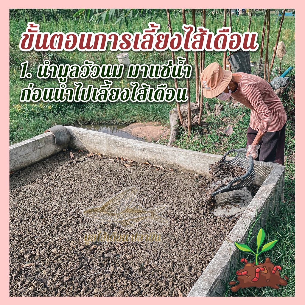 ภาพสินค้ามูลไส้เดือนปลาบิน มูลไส้เดือนแท้100% ไม่ผสม คุณภาพดีที่สุดใช้กับต้นไม้ได้ทุกชนิด น้ำหนัก (800-1,000 กรัม) จากร้าน plabin.thailand บน Shopee ภาพที่ 4