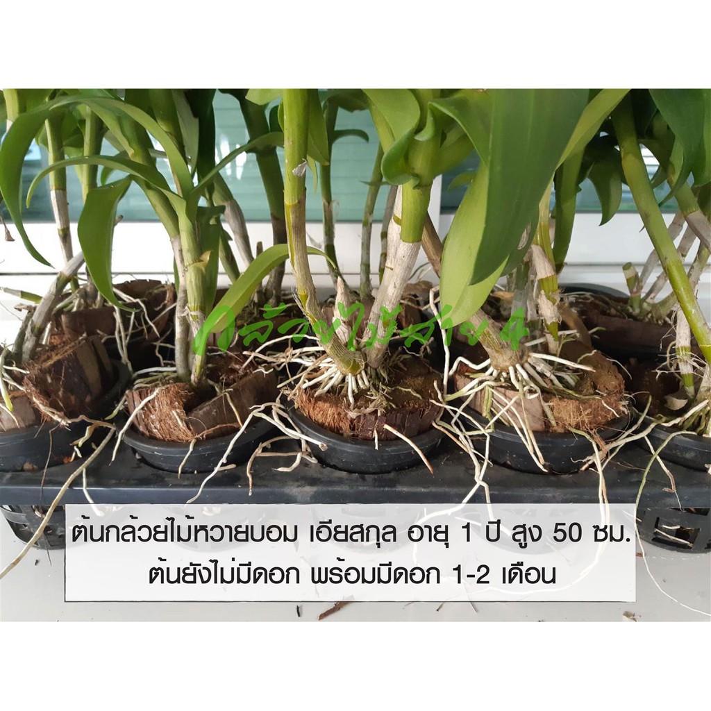 ภาพสินค้าต้นกล้วยไม้หวายบอม เอียสกุล กระถาง 4 นิ้ว อายุ 1-2 ปี พร้อมให้ดอก ความสูง 50 ซม. (Dendrobium Sonia Earsakul Plant) จากร้าน bangkokgreen บน Shopee ภาพที่ 2