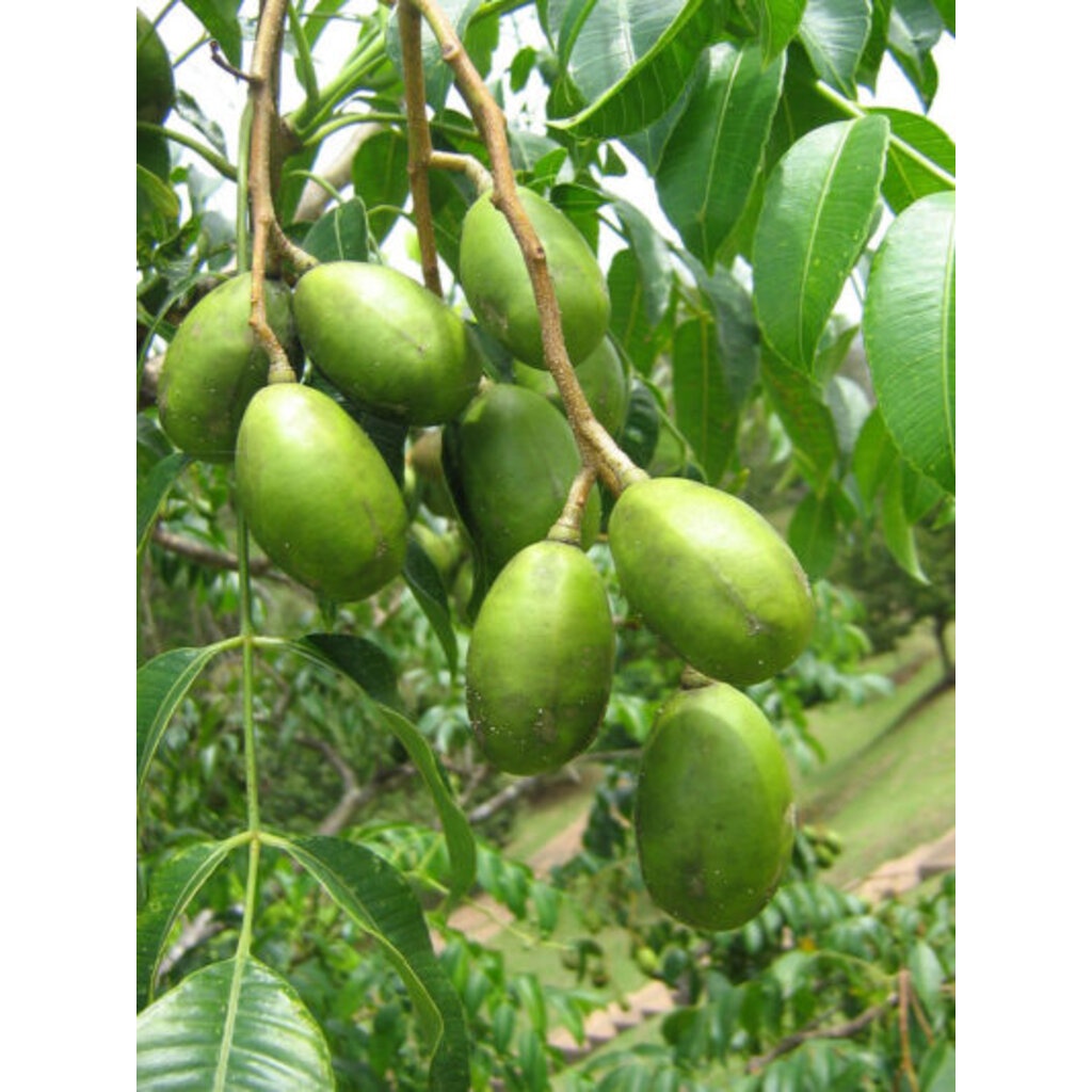 มะกอกน้ำ-blackcliffgarden-สวนผลไม้-ไม้ผล