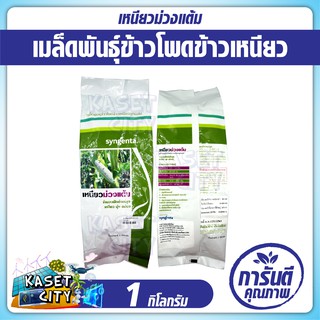 ข้าวโพดข้าวเหนียวลูกผสม เหนียวม่วงแต้ม Syngenta 1กก. ข้าวโพด เมล็ดพันธุ์ผัก เมล็ดพันธุ์พืช