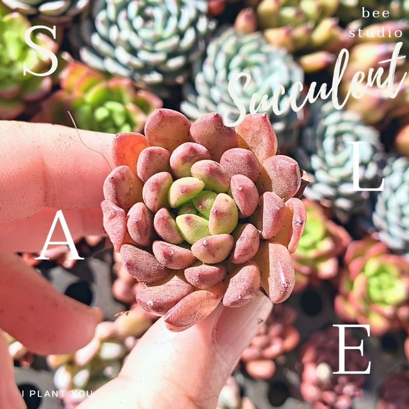 กุหลาบหิน-succulent-red-ruby-sedeveria-pink-ruby-graptoveria-pink-ruby-เส้นผ่านศูนย์กลาง-3-5-4-cm