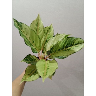 Aglaonema Lucky อะโกนีมาลัคกี้