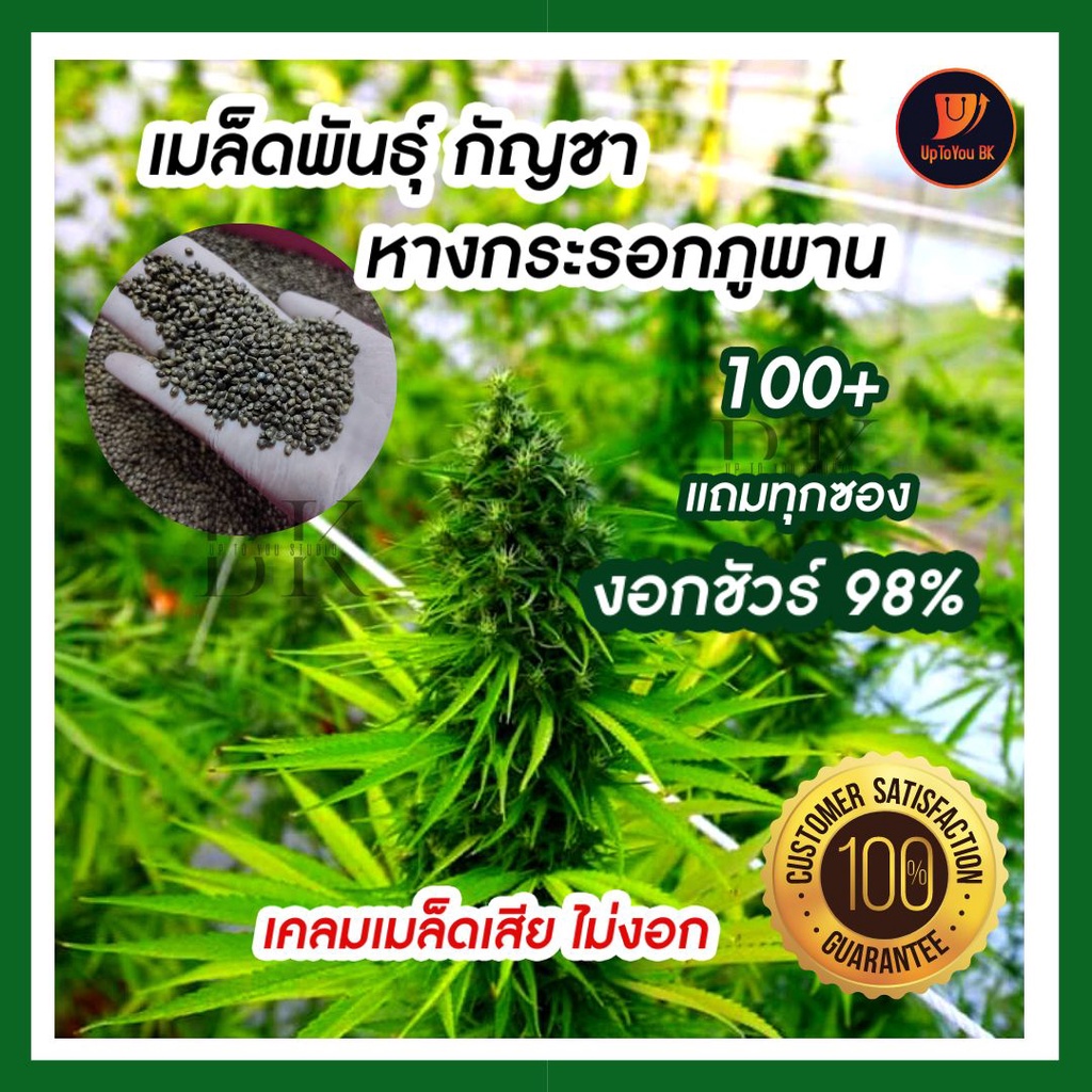 พร้อมส่ง-เมล็ดพันธุ์กัญชา-เมล็ดละ-1-บาท-พันธุ์หางกระรอกไทยภูพาน-แท้100-ปลูกง่าย-มีวิธีปลูกให้ครบ