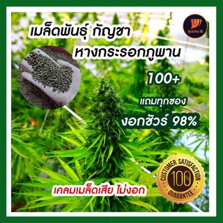 พร้อมส่ง  เมล็ดพันธุ์กัญชา เมล็ดละ 1 บาท พันธุ์หางกระรอกไทยภูพาน แท้100% ปลูกง่าย มีวิธีปลูกให้ครบ