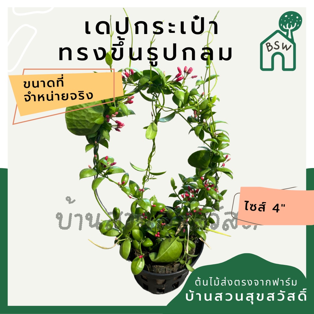 เดปกระเป๋า-เลื้อยวงกลม-กระถาง-4-นิ้ว