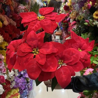 ดอกไม้คริสต์มาสหรือพอยน์เซตเทีย(อังกฤษ: Christmas star, poinesettia)ของประดับตกแต่งวันคริสมาสและทุกเทศกาล1ช่อเป็นดอกใหญ่