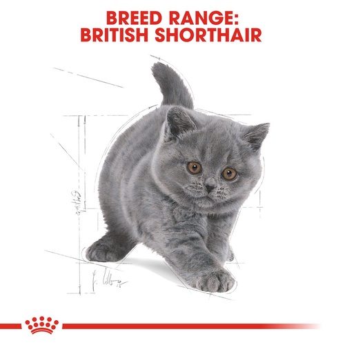 royal-canin-kitten-british-shorthair-400g-อาหารเม็ดลูกแมวพันธุ์บริติช-ชอร์ทแฮร์-อายุ-4-12-เดือน-dry-cat-food-โรยัล-คาน