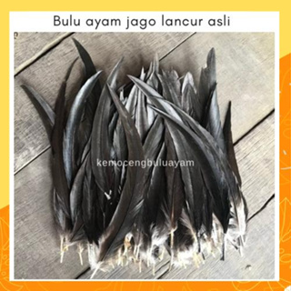 Hitam ของแท้ ขนไก่ดํา - BANGKOK ตัวผู้ ขนไก่ ที่ KEDIRI, East Java, JATIM