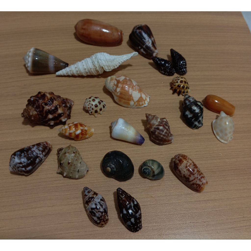 Collection & Research shells | Shopee Thailand
