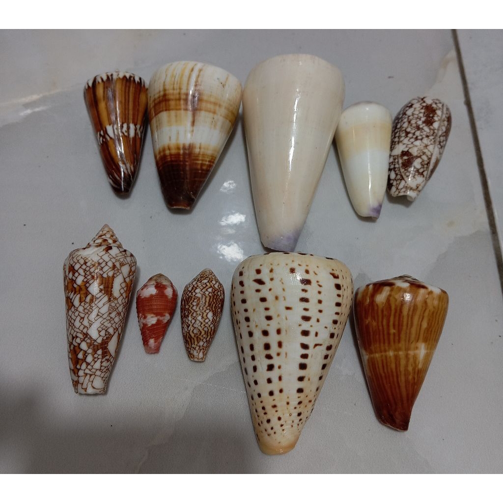Conus not perfect /minus shell (ทั้งหมด) | Shopee Thailand