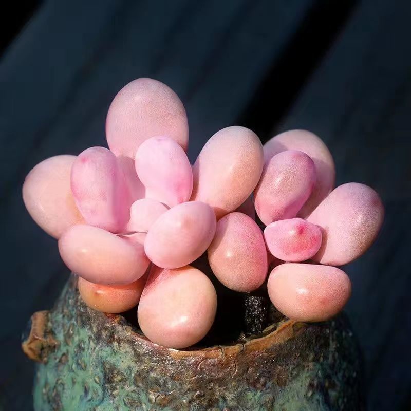 ลูกพีชไข่ฉ่ำลูกข้าวเหนียวขายส่งระเบียงขี้เกียจสีชมพูเลี้ยงง่ายน่ารักหลายหัวเก่าพร้อมกระถางและดิน