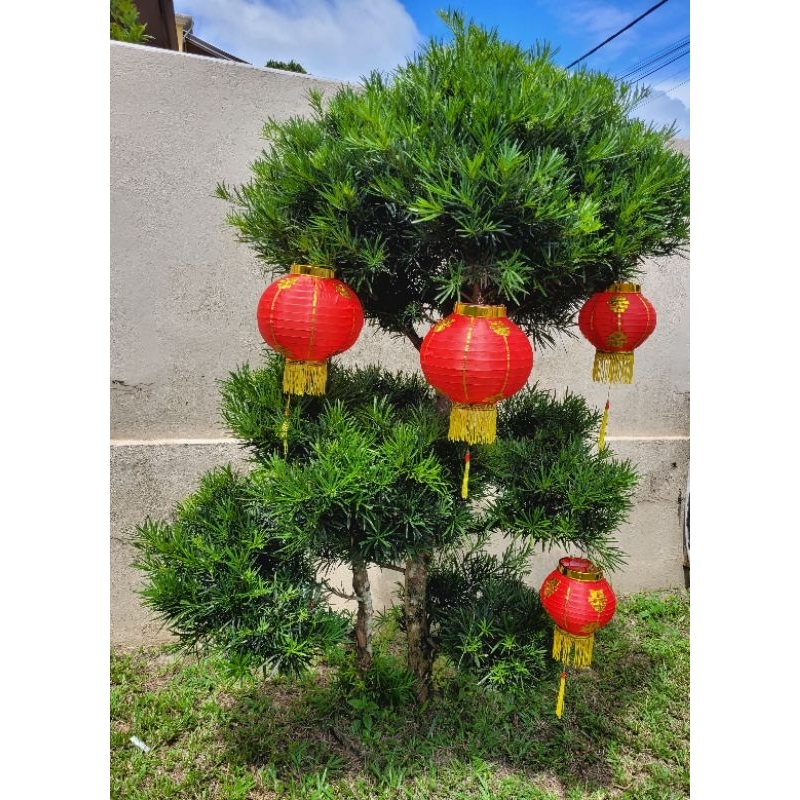 โคมไฟปีใหม่ 2024 CNY DECORATION ปีใหม่ 2024 สีแดง 1 คู่ Shopee Thailand