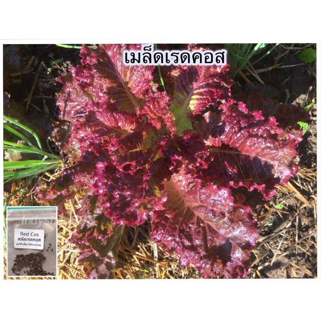 การสลัด เรดคอส red cos 200 เมล็ด [10 การ 1 งอกการ]/งอก ปลูก/งอก เมล็ด ...