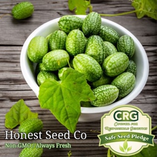 เมล็ด เม็กซิกัน Gherkin Cucamelon Heirloom เมล็ด | มินิบาทกวา | Non-GMO เมล็ดสวน บาท