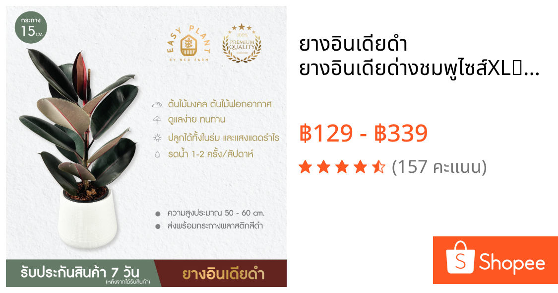 ยางอินเดียดำ ยางอินเดียด่างชมพูไซส์XL🪴ใบสวยใบเงา🪴ต้นไม้ฟอกอากาศ🪴ไม้มงคล🪴ไม้อึดทน  - easyplant