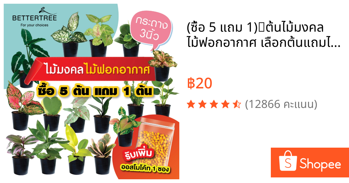 (ซื้อ 5 แถม 1)🪴ต้นไม้มงคล ไม้ฟอกอากาศ ✅เลือกต้นแถมได้เอง (ขั้นต่ำ 2 ต้น) กระถาง 3 นิ้ว  plant