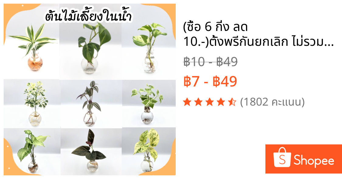 (ซื้อ 6 กิ่ง ลด 10.-)ตั้งพรีกันยกเลิก ไม่รวมแจกัน  ต้นไม้ปลูกน้ำ ต้นไม้เลี้ยงในน้ำ พลูด่าง พลูงาช้าง พลูฉลุ  ไม้ฟอกอากาศ