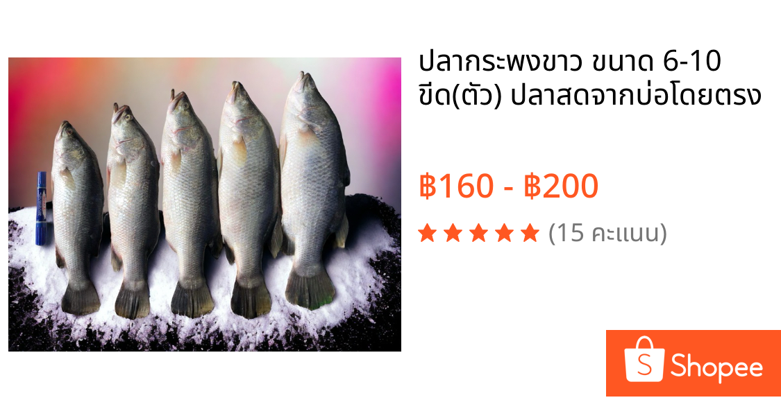 ปลากระพงขาว ขนาด 6-10 ขีด(ตัว) ปลาสดจากบ่อโดยตรง