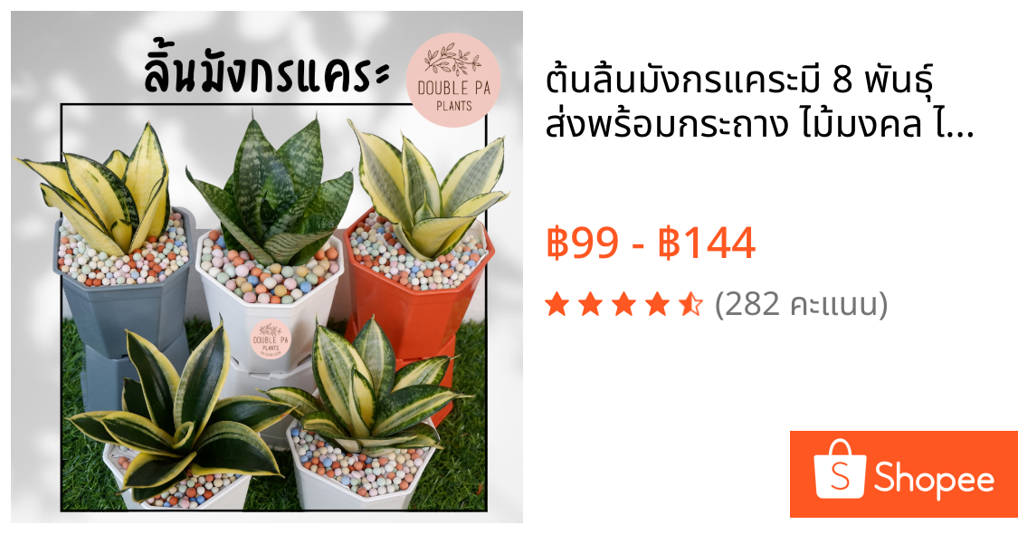 ต้นลิ้นมังกรแคระมี 8 พันธุ์ ส่งพร้อมกระถาง ไม้มงคล ไม้ฟอกอากาศเลี้ยงง่าย ฟรี! เม็ดPopper ทุกกระถาง