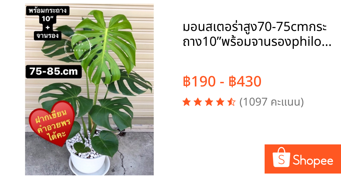 มอนสเตอร่าสูง70-75cmกระถาง10”พร้อมจานรองphilodendron,monstera,deliciosaไม้ฟอกอากาศ