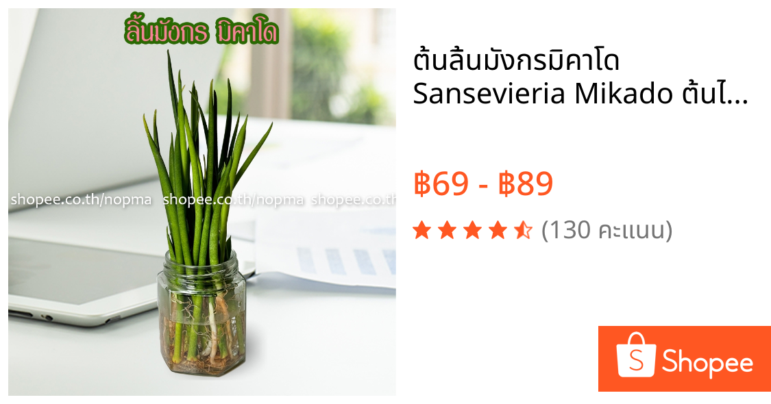 ต้นลิ้นมังกรมิคาโด Sansevieria Mikado ต้นไม้เลี้ยงในน้ำได้ ไม้มงคล ฟอกอากาศ วางในห้องนอนได้  ลิ้นมังกรแคระ