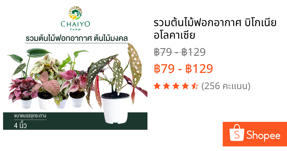 รวมต้นไม้ฟอกอากาศ บิโกเนีย อโลคาเซีย