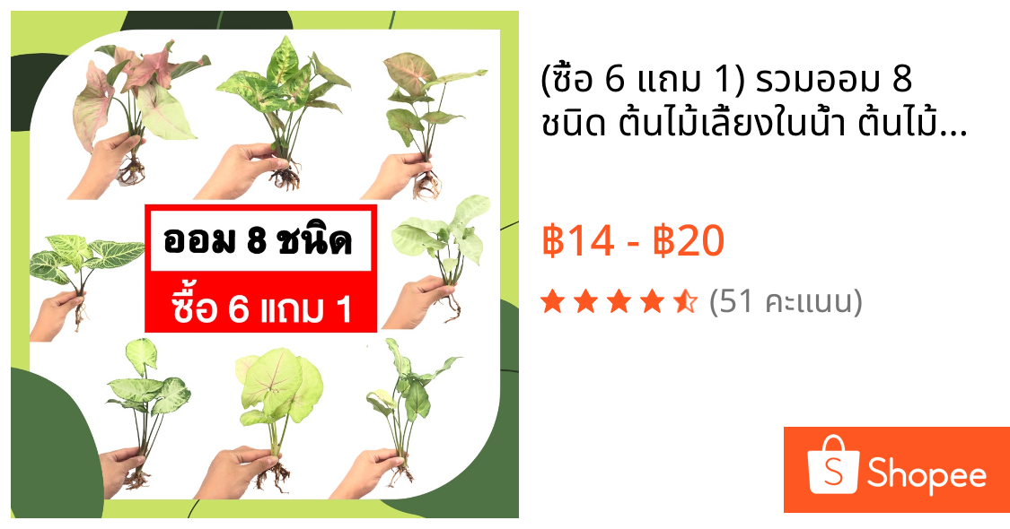 (ซื้อ 6 แถม 1) รวมออม 8 ชนิด ต้นไม้เลี้ยงในน้ำ ต้นไม้ปลูกน้ำ ออมเงิน ออมทอง ออมเงินไหลมา ออมชมพู ไม้ฟอกอากาศ