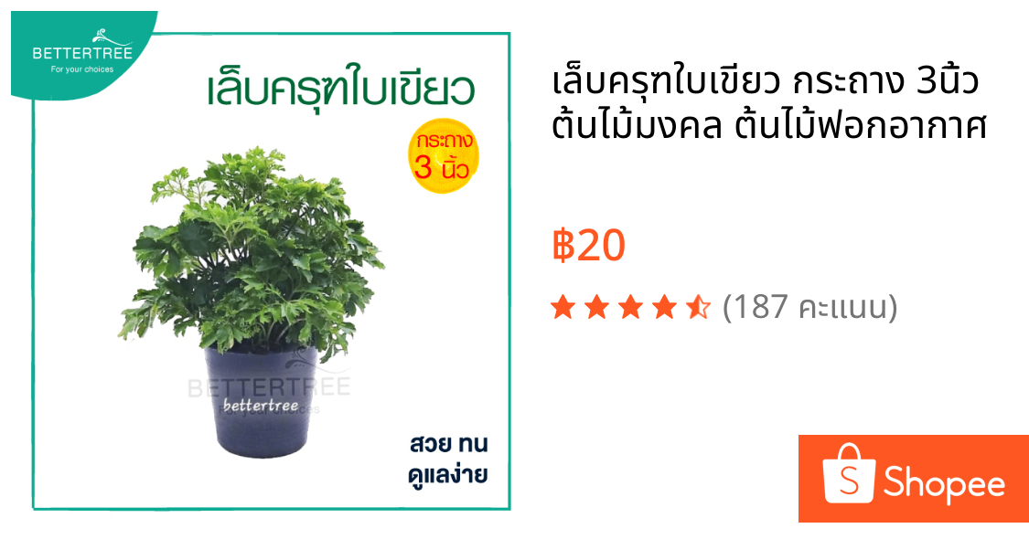 เล็บครุฑใบเขียว กระถาง 3นิ้ว  ต้นไม้มงคล ต้นไม้ฟอกอากาศ