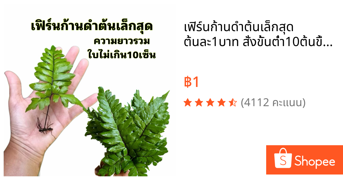 เฟิร์นก้านดำต้นเล็กสุด ต้นละ1บาท สั่งขั้นต่ำ10ต้นขึ้นไปนะคะ
