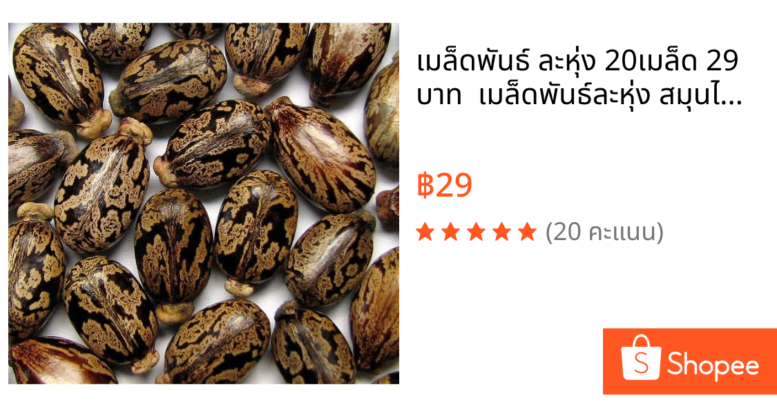เมล็ดพันธ์ ละหุ่ง 20เมล็ด 29 บาท  เมล็ดพันธ์ละหุ่ง สมุนไพรไทย  น้ำมันเมล็ดละหุ่ง มีกรดไขมัน Ricinoleic