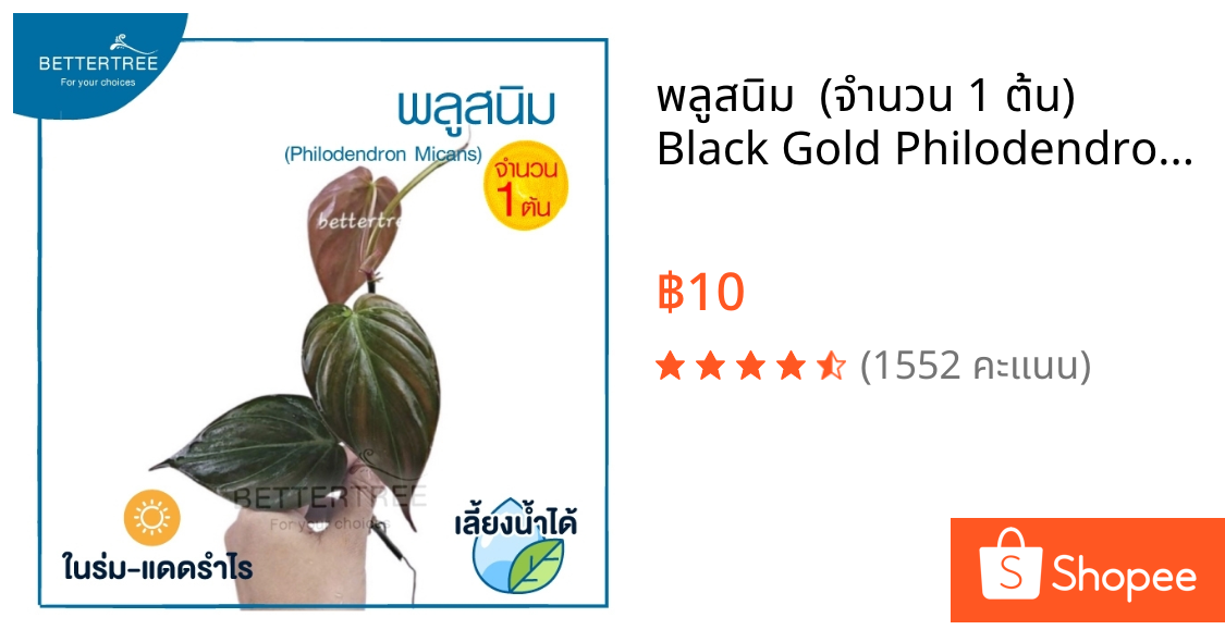 พลูสนิม  (จำนวน 1 ต้น)  Black Gold Philodendron/Velour Philodendron  ต้นไม้ฟอกอากาศ ต้นไม้  ต้นไม้ในร่ม พลูด่าง