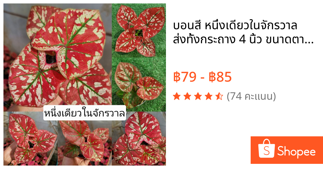 บอนสี หนึ่งเดียวในจักรวาล ส่งทั้งกระถาง 4 นิ้ว ขนาดตามรูปที่ 6-8 แชทเลือกต้นได้ค่ะ ไม้ประดับ ไม้ฟอกอากาศ ไม้มงคล