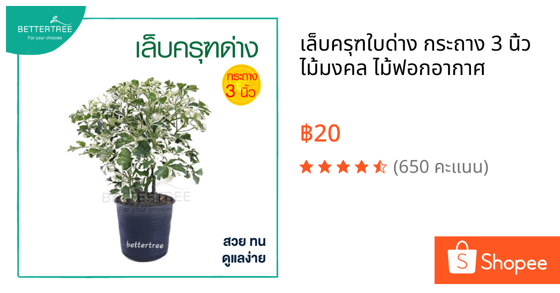 เล็บครุฑใบด่าง กระถาง 3 นิ้ว ไม้มงคล ไม้ฟอกอากาศ
