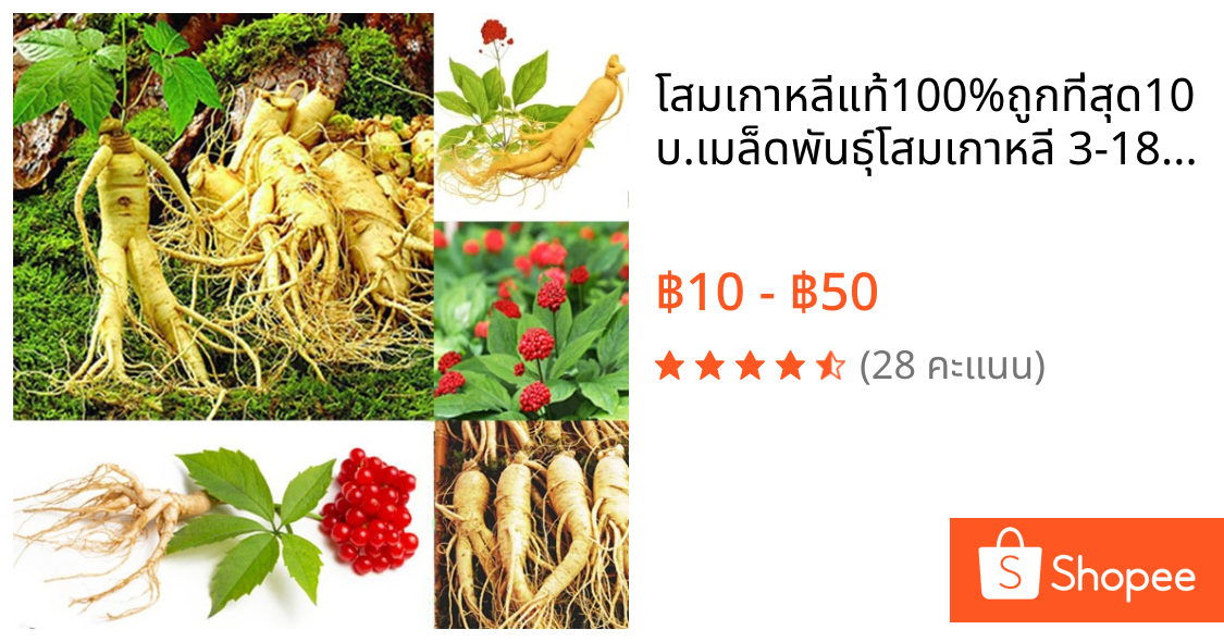 โสมเกาหลี🎈แท้100%🎯ถูกที่สุด10บ.🎯เมล็ดพันธุ์โสมเกาหลี 3-18 เมล็ด🌿ปลูกในไทยได้🎈สุดยอดสมุนไพร🥬ปลูกต่อได้🚛แพคไว