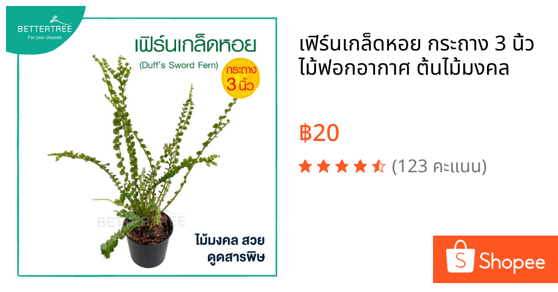 เฟิร์นเกล็ดหอย กระถาง 3 นิ้ว ไม้ฟอกอากาศ ต้นไม้มงคล
