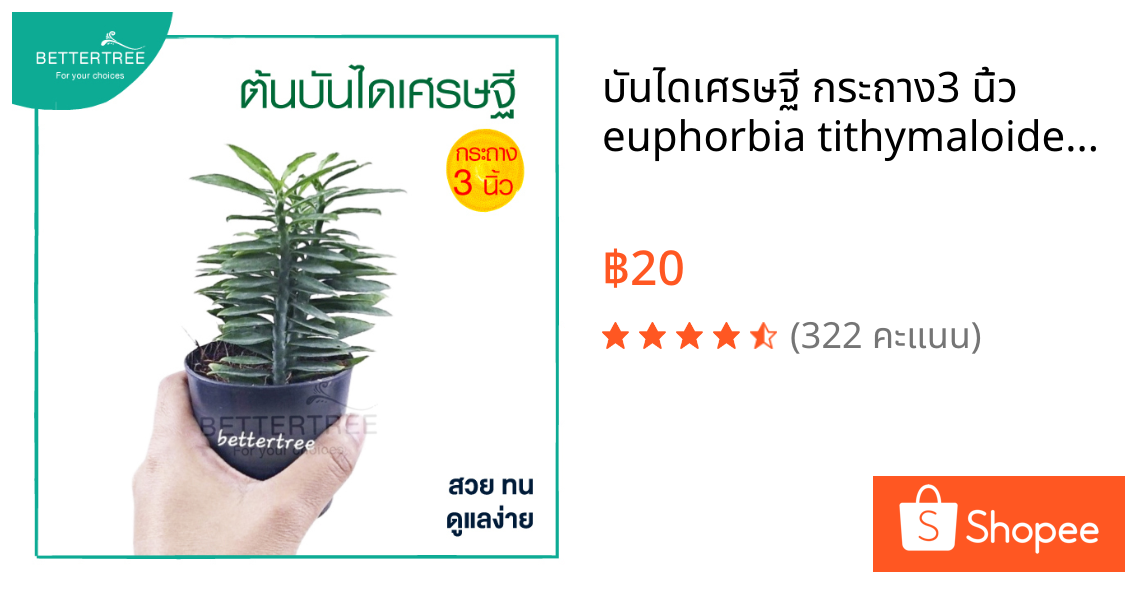 บันไดเศรษฐี กระถาง3 นิ้ว  euphorbia tithymaloides smallii ต้นไม้ฟอกอากาศ