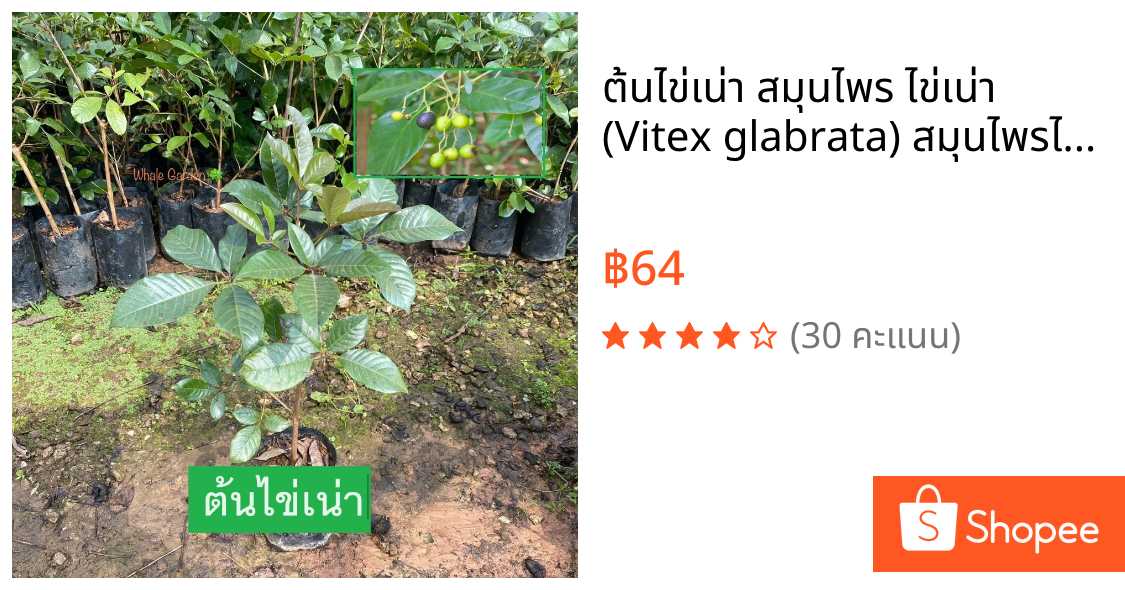 ต้นไข่เน่า สมุนไพร ไข่เน่า (Vitex glabrata) สมุนไพรไทย ผลรับประทานสดได้ (รับประกัน ส่งใหม่ฟรี หากสินค้าเเสียหาย!!)