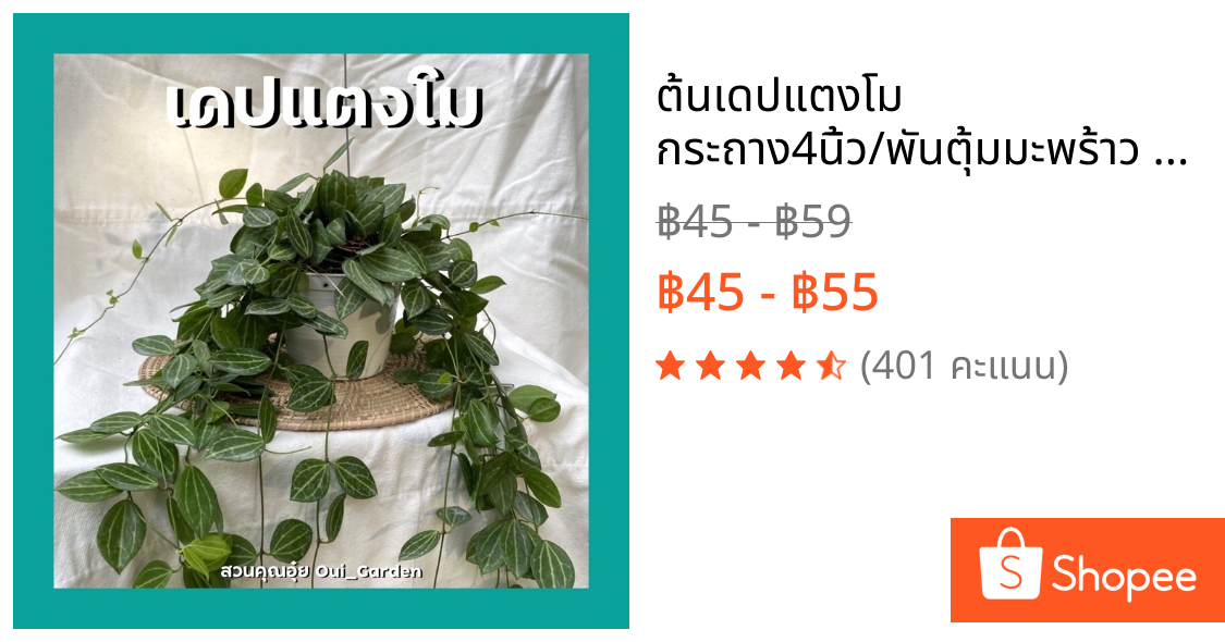 ต้นเดปแตงโม กระถาง4นิ้ว/พันตุ้มมะพร้าว คัดสวยๆ พร้อมลวดแขวน ห้อยระย้า ต้นไม้ฟอกอากาศ