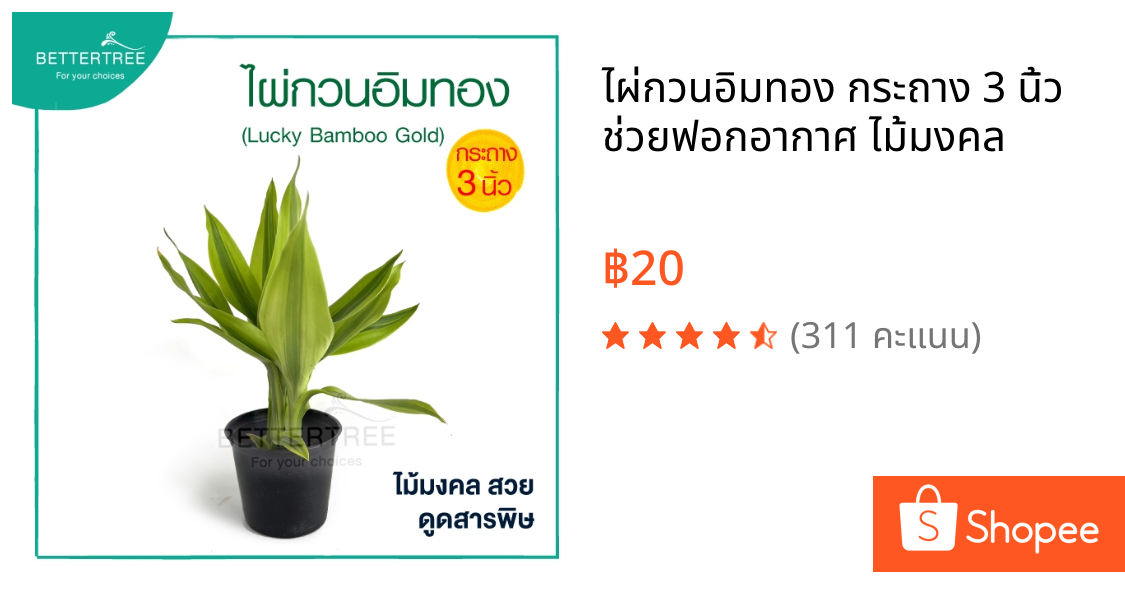 ไผ่กวนอิมทอง กระถาง 3 นิ้ว ช่วยฟอกอากาศ ไม้มงคล